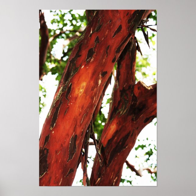 Abstraktens natur - stympad bark 1 poster (Framsidan)