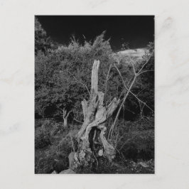 Abstraktens skräckkonst - dockans huvud i döda trä vykort