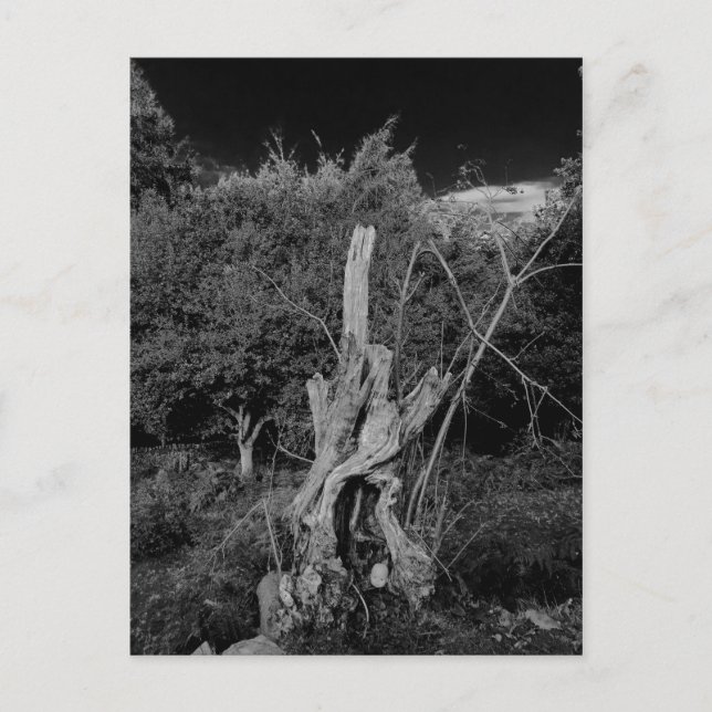 Abstraktens skräckkonst - dockans huvud i döda trä vykort (Framsida)