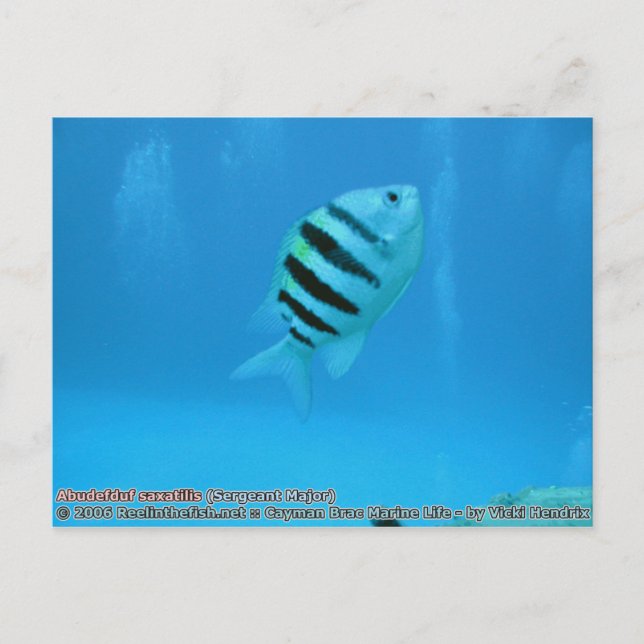 Abudefduf saxatilis (sergeant Major) Vykort (Framsida)