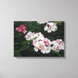 Abundance of Summer plumerias Canvastryck