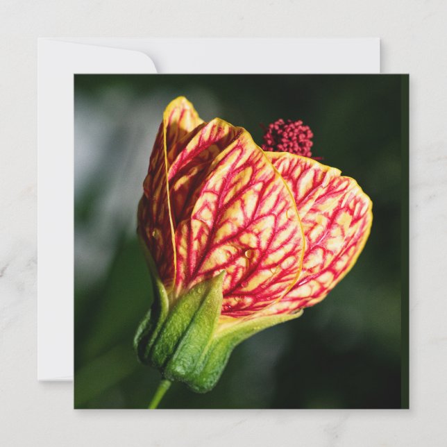 Abutilon Biltmore Ballgown (Framsida)