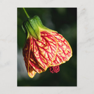 Abutilon Biltmore Ballgown Vykort