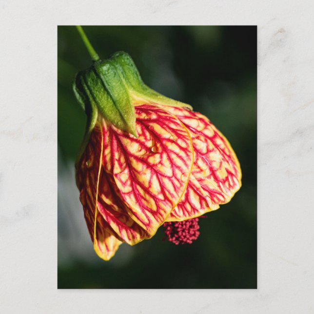 Abutilon Biltmore Ballgown Vykort (Framsida)