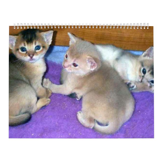 Aby Kittens Cat Calendar Kalender (Omslag)