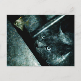 Abyss cat - Postcard Vykort