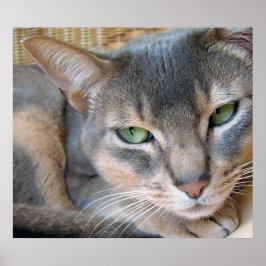 Abyssinian Cat Big Blue Grönt Ögon Poster