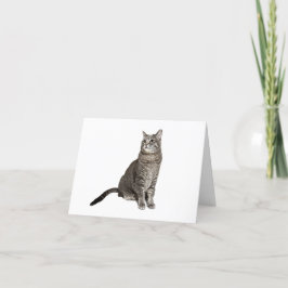 Abyssinian Cat Birthday Card Helgkort