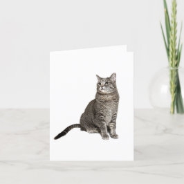 Abyssinian Cat Blank Note Card Tack Kort