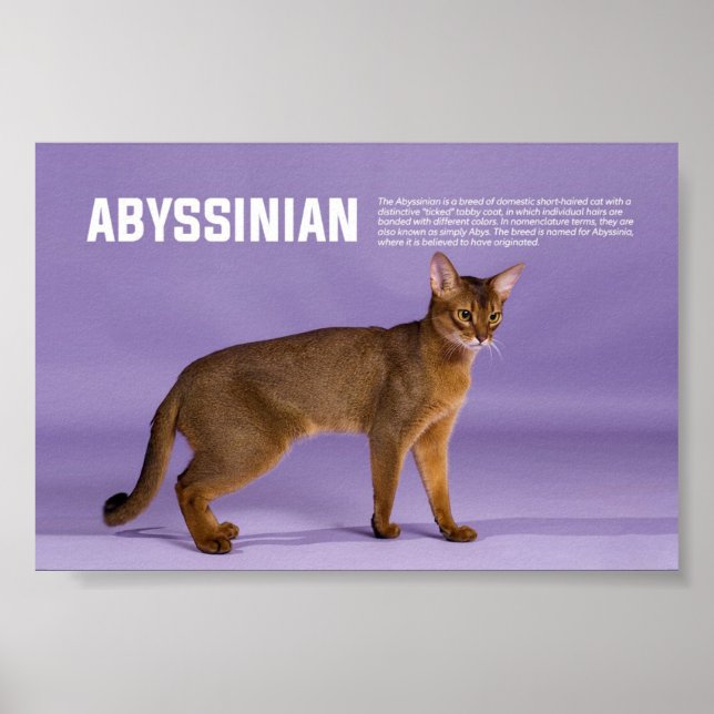 Abyssinian Cat Breed Poster (Framsidan)