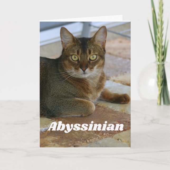 Abyssinian Cat Kort (Framsida)
