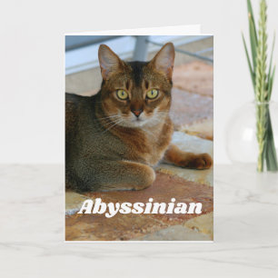 Abyssinian Cat Kort