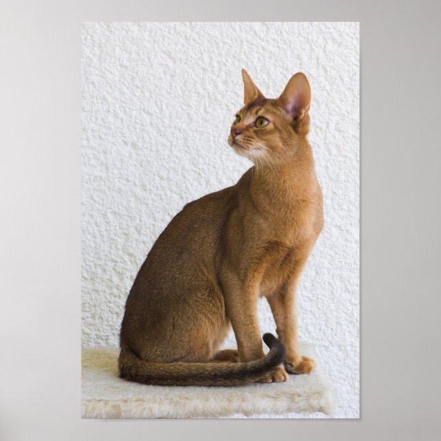 Abyssinian cat poster (Framsidan)