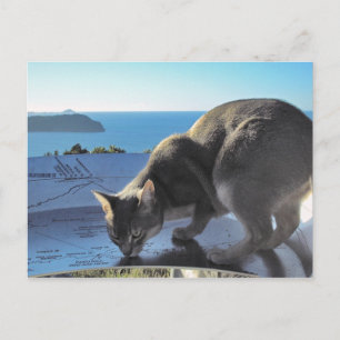 Abyssinian Cat Top of Mount Paku Nya Zeeland Vykort