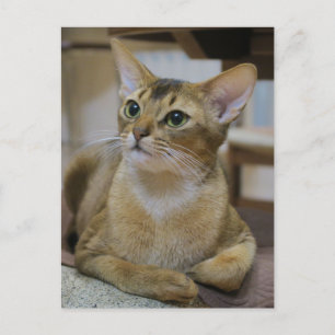 Abyssinian Cat Vykort