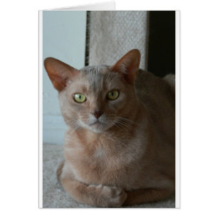 Abyssinian Hälsningskort