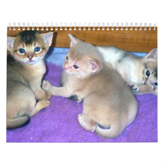 Abyssinian kattkalender kalender (Omslag)