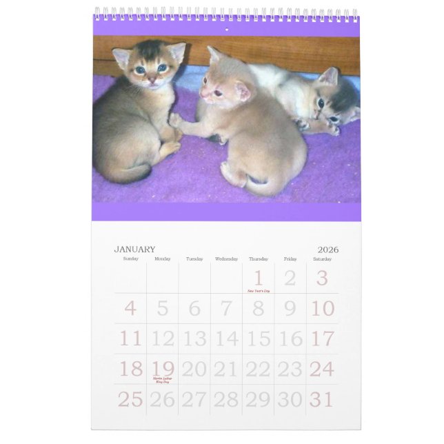 Abyssinian kattunge- & kattkalender kalender (Jan 2026)