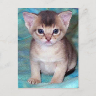 Abyssinian Kitten Baby Cat Postkort Vykort