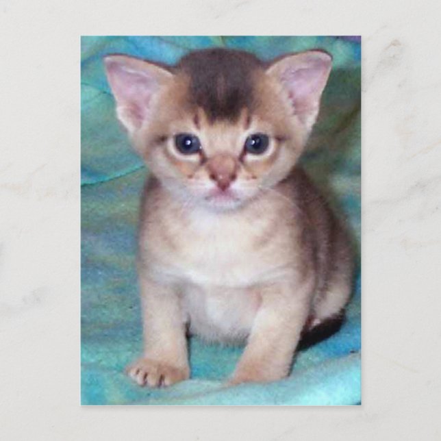 Abyssinian Kitten Baby Cat Postkort Vykort (Framsida)