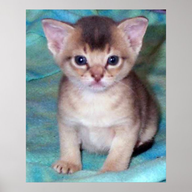 Abyssinian Kitten - Fyra veckor gammal Poster (Framsidan)
