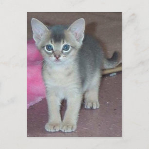 Abyssinian Kitten sex veckor gammal Vykort