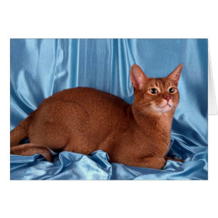 Abyssinier, sorrel hälsningskort