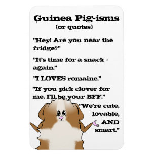 Abyssiniska Guinea Gris Ord Magnet