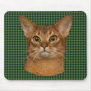 abyssinsk katt musmatta