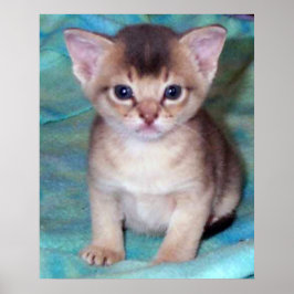 Abyssinsk kattunge - fyra veckor gammal poster