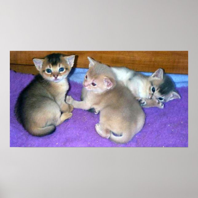 Abyssinska kattungar 3 veckor gamla poster (Framsidan)