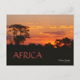 Acacia Sunset Afrika Postcard Vykort