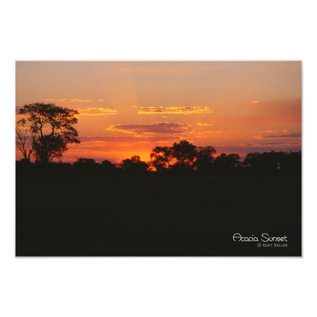 Acacia Sunset Fototryck (Framsidan)