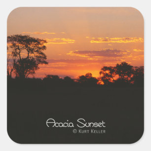 Acacia Sunset Fyrkantigt Klistermärke