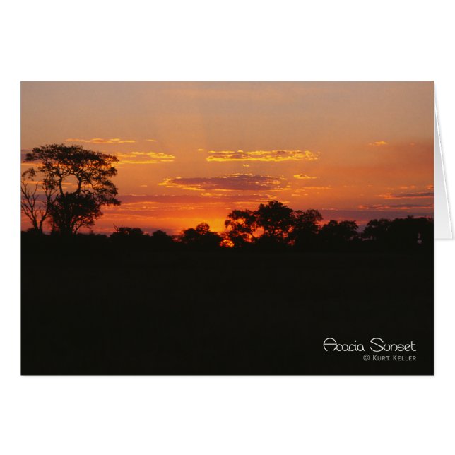 Acacia Sunset Hälsningskort (Framsidan Horizontal)