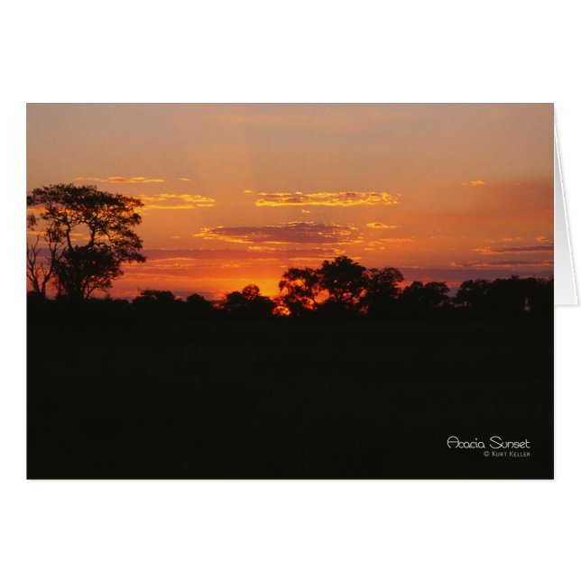 Acacia Sunset Note-kort Hälsningskort (Framsidan Horizontal)