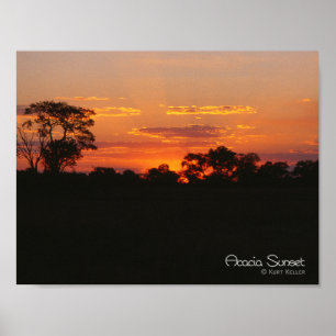 Acacia Sunset Poster