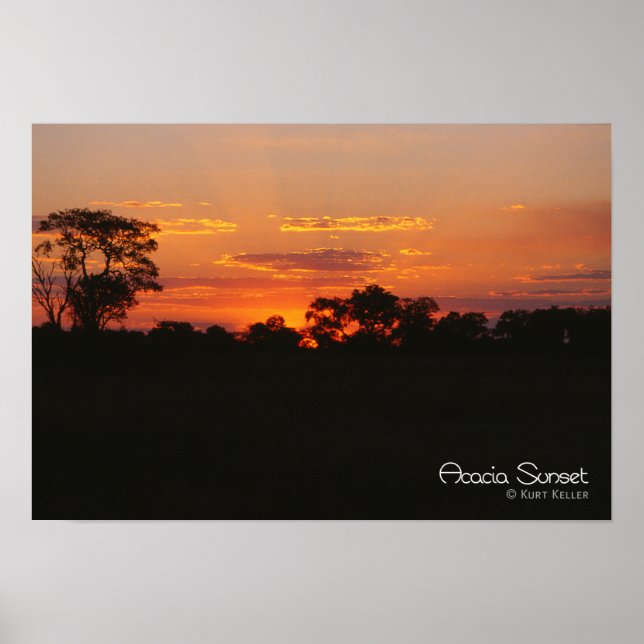 Acacia Sunset Poster (Framsidan)
