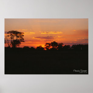Acacia Sunset Print Poster