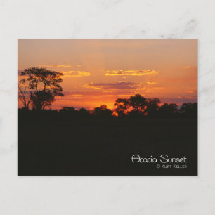 Acacia Sunset Vykort