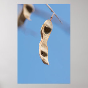 Acacias frön poster