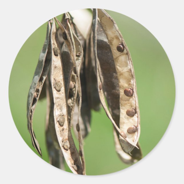 Acacias frön runt klistermärke (Framsida)