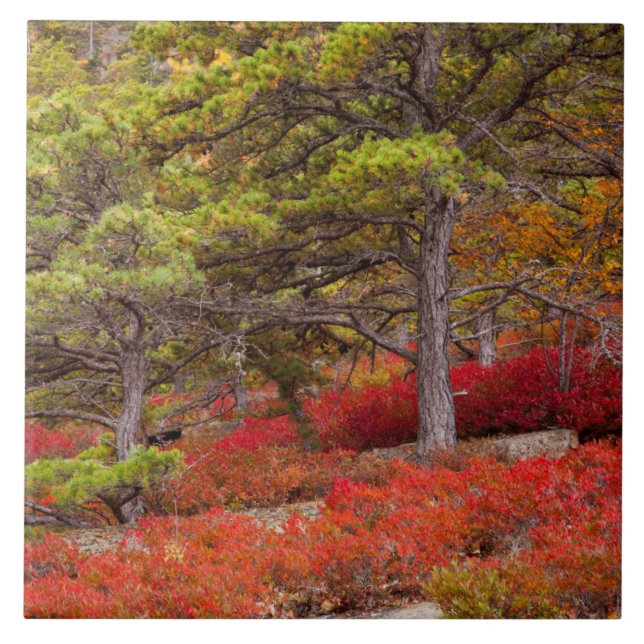 Acadia National Park, Maine Kakelplatta (Framsidan)