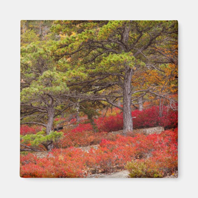 Acadia National Park, Maine Magnet (Framsidan)