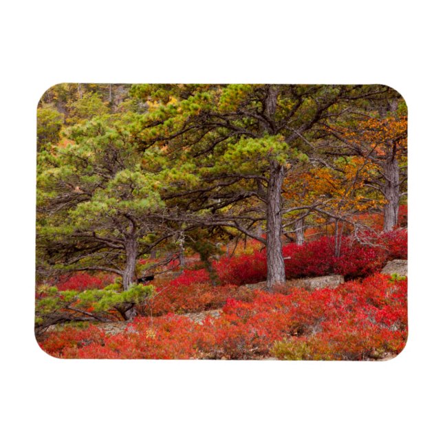 Acadia National Park, Maine Magnet (Horisontell)