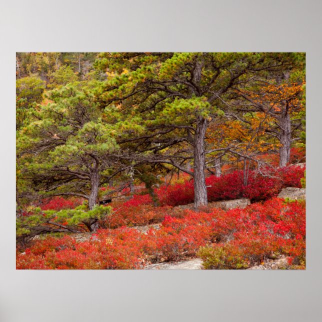 Acadia National Park, Maine Poster (Framsidan)
