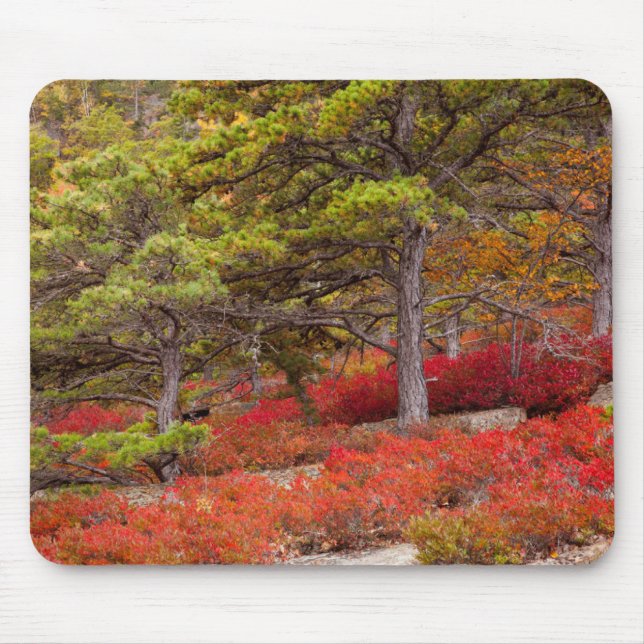 Acadia nationalpark, Maine Musmatta (Framsidan)