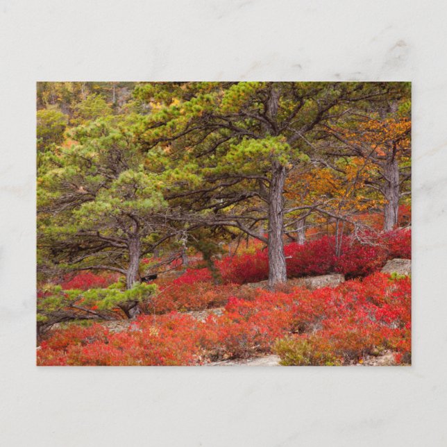 Acadia nationalpark, Maine Vykort (Framsida)