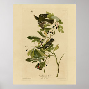 Acadian Flycatcher från Audubon's Birds of America Poster