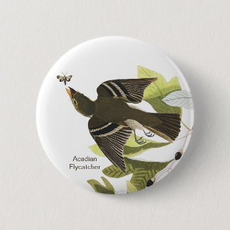 Acadis Flycatcher, John James Audubon Fågelskådare Knapp